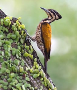 金背三趾啄木鳥