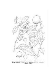 紙葉冬青 紙葉冬青