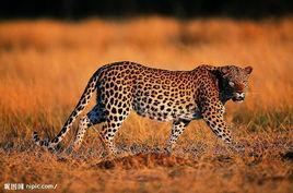 非洲豹 非洲豹