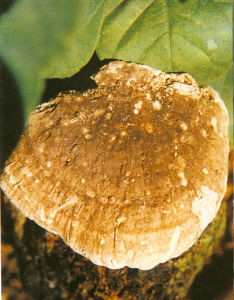 灰蓋褶孔菌 灰蓋褶孔菌