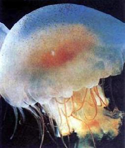 黃斑海蜇 黃斑海蜇