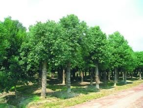 大苗山柯 大苗山柯