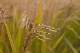 長春大米 長春大米