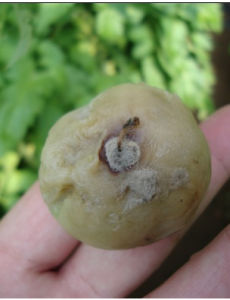 番茄灰霉病 番茄灰霉病