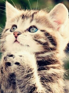 貓[非往生著網路小說]