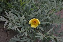 黃牡丹[芍藥屬植物]