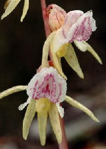 裂唇虎舌蘭 裂唇虎舌蘭