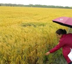 浙麥8號 浙麥8號