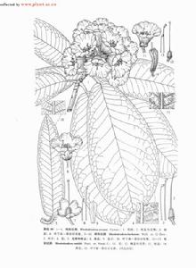 硬刺杜鵑 硬刺杜鵑