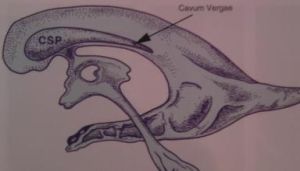 第五腦室 第五腦室