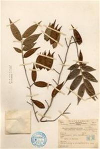 柳葉山茶 柳葉山茶