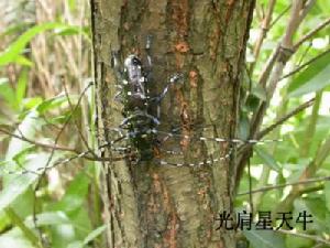 柑橘光盾綠天牛