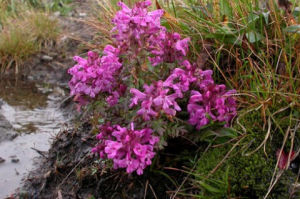 寬裂輪葉馬先蒿 寬裂輪葉馬先蒿