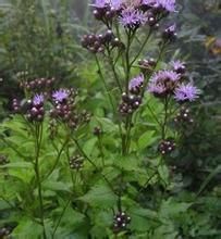 阿拉善風毛菊 阿拉善風毛菊