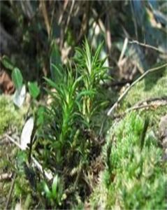 閩浙馬尾杉 閩浙馬尾杉