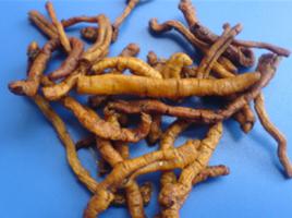 遠志[草本植物]