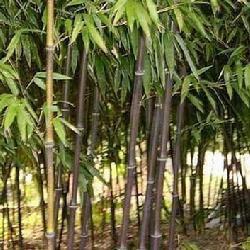 玉山竹組 玉山竹組