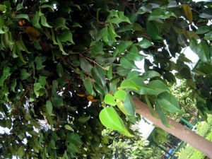 高檐蒲桃 高檐蒲桃