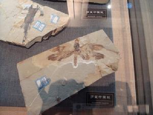 多室中國蜓 多室中國蜓