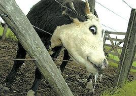 牛五號病 牛五號病