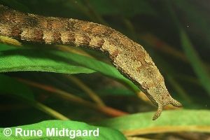 吻突蝣蛇 吻突蝣蛇