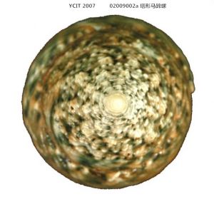 塔形馬蹄螺 塔形馬蹄螺