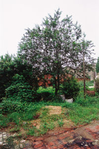 建陽五穀樹 建陽五穀樹