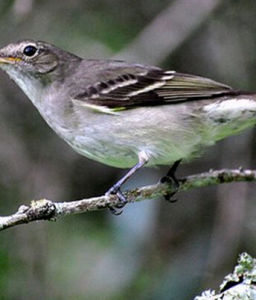 綠擬霸鶲 綠擬霸鶲