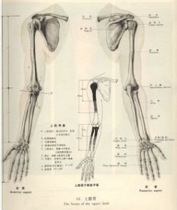 上肢骨 上肢骨