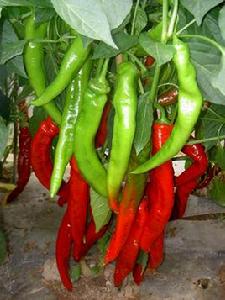 南丹羊角皺椒 南丹羊角皺椒