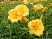 金娃娃[引進韓國白菜品種]