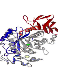 血清澱粉酶 血清澱粉酶