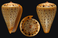 別致芋螺 別致芋螺