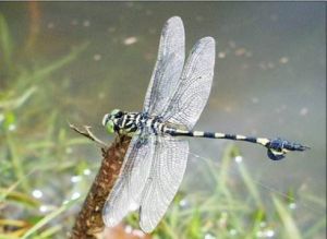 點水蜻蜓 點水蜻蜓
