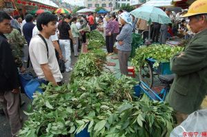 靖西壯族端午藥市的藥材