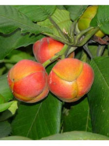 大花第倫桃 大花第倫桃