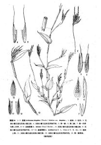 藎草 (原變種) 藎草 (原變種)