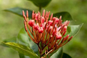 西洋紅豆杉 西洋紅豆杉