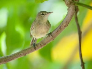 栗喉針尾雀 栗喉針尾雀