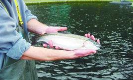 斑點鱒鮭 斑點鱒鮭