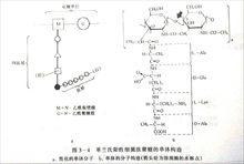 革蘭氏陽性細菌