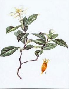 淺色茜草 淺色茜草