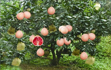 三紅柚樹形特徵