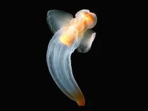 魷魚蠕蟲 魷魚蠕蟲