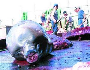 《國際捕鯨管制公約》