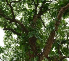 烏欖樹皮 烏欖樹皮