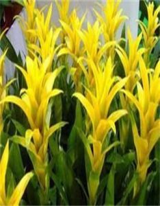 黃苞擎天 黃苞擎天