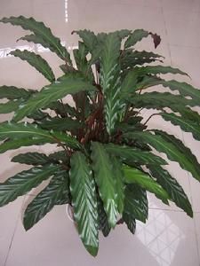 肖竹芋屬 肖竹芋屬