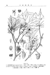 腎托秋海棠 腎托秋海棠