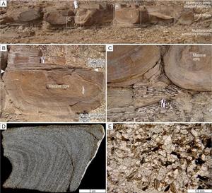 生物沉積作用 生物沉積作用